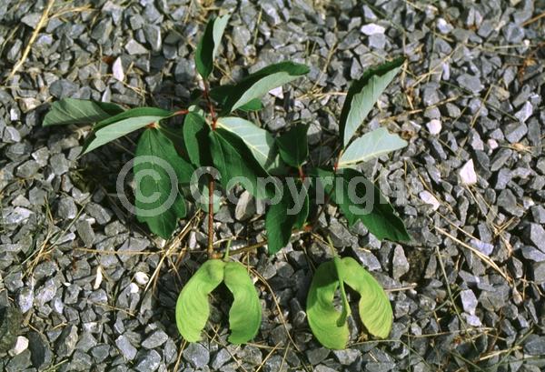 Green blooms; Deciduous; Broadleaf