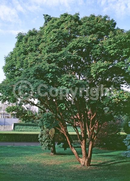 Green blooms; Deciduous; Broadleaf