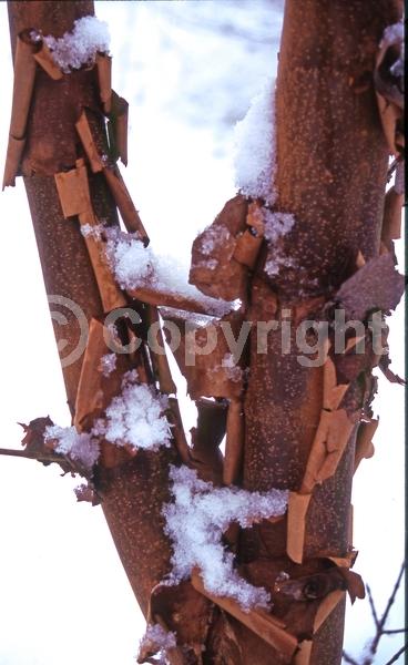 Green blooms; Deciduous; Broadleaf