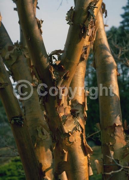 Green blooms; Deciduous; Broadleaf