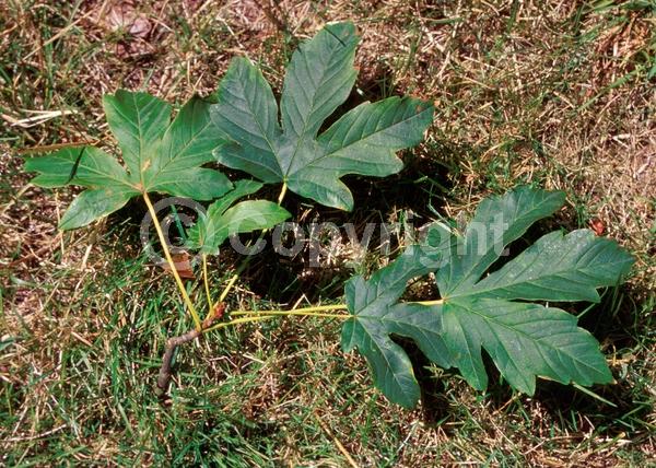 Yellow blooms; Deciduous