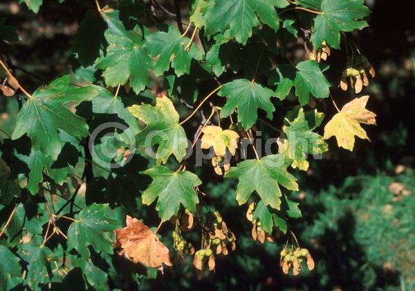 Yellow blooms; Deciduous