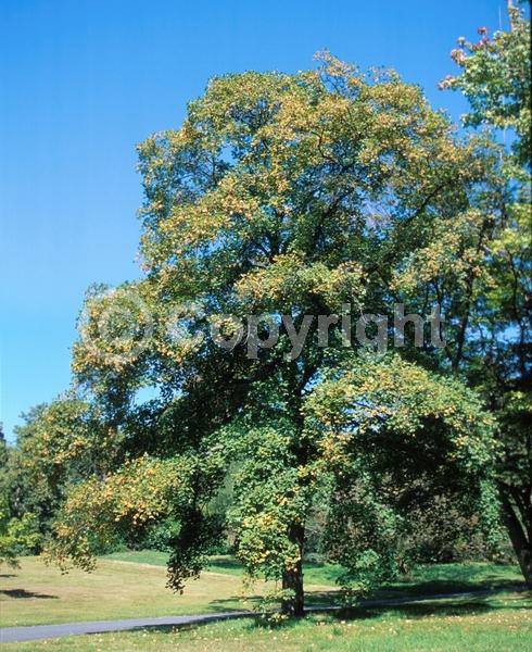 Yellow blooms; Deciduous