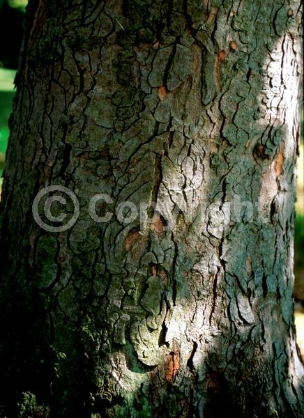 Yellow blooms; Deciduous