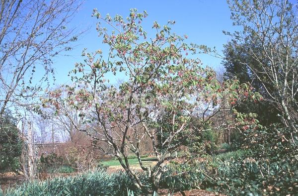 Red blooms; Deciduous; Broadleaf