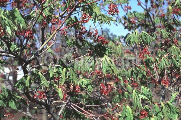 Red blooms; Deciduous; Broadleaf
