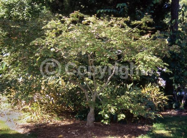 Red blooms; Deciduous; Broadleaf