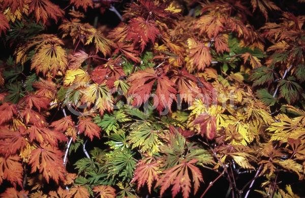 Red blooms; Deciduous; Broadleaf