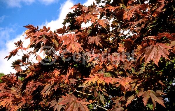 Red blooms; Deciduous; Broadleaf