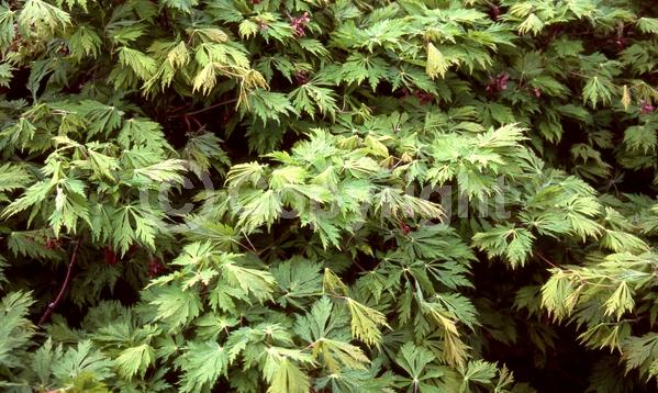 Red blooms; Deciduous; Broadleaf
