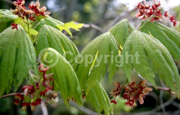 Red blooms; Deciduous; Broadleaf
