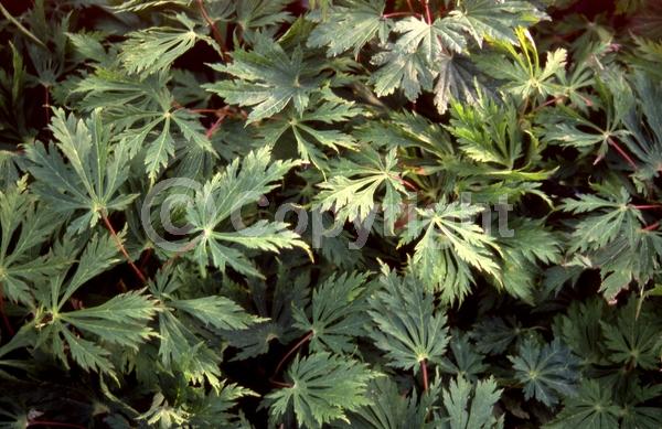 Red blooms; Deciduous; Broadleaf
