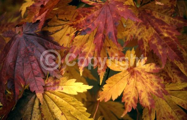 Red blooms; Deciduous; Broadleaf