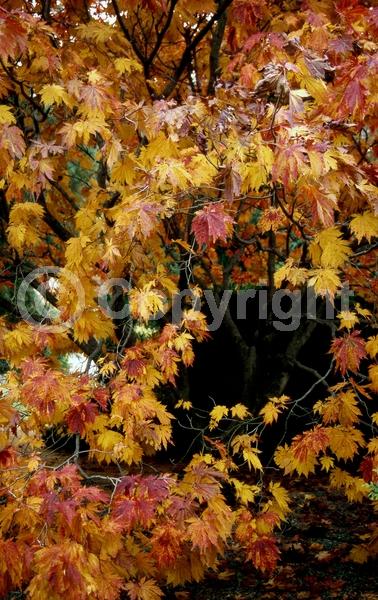 Red blooms; Deciduous; Broadleaf
