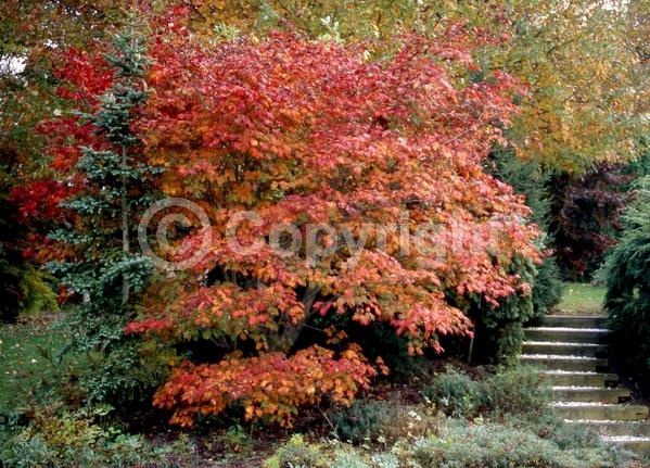 Red blooms; Deciduous; Broadleaf