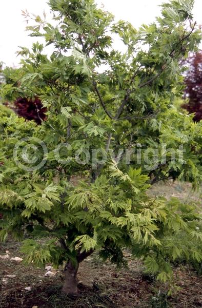Red blooms; Deciduous; Broadleaf