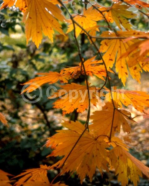 Red blooms; Deciduous; Broadleaf