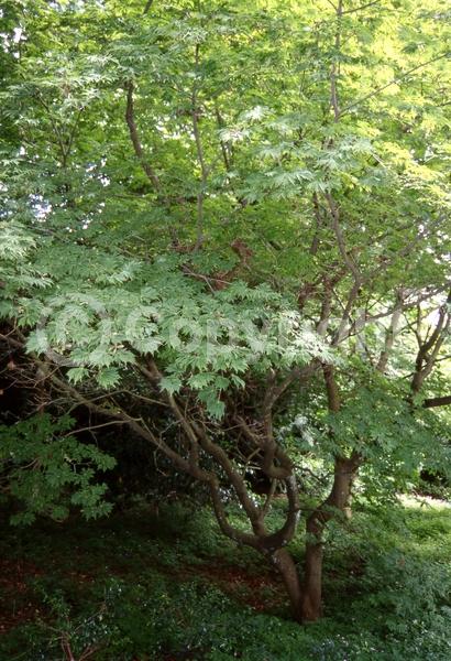Red blooms; Deciduous; Broadleaf