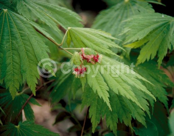Red blooms; Deciduous; Broadleaf