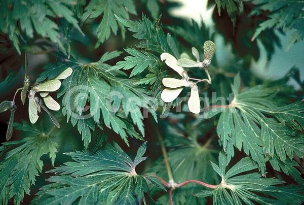 Red blooms; Deciduous; Broadleaf