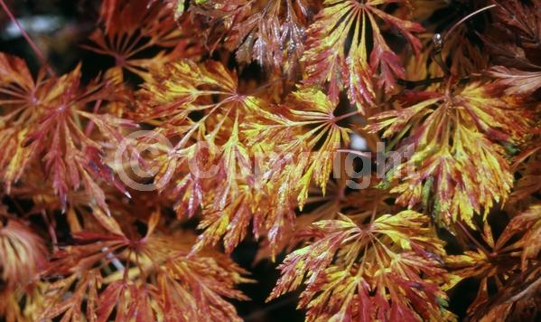 Red blooms; Purple blooms; Deciduous; Broadleaf