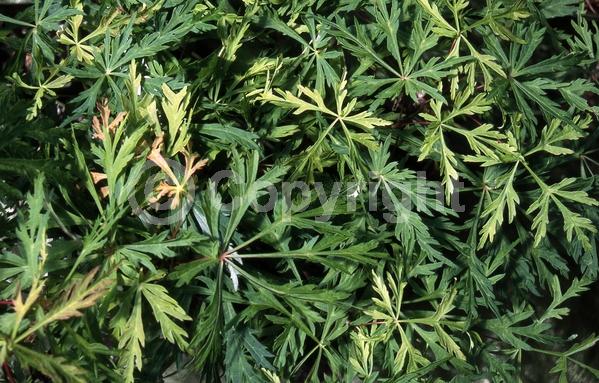 Red blooms; Purple blooms; Deciduous; Broadleaf