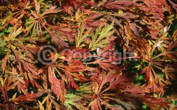 Red blooms; Purple blooms; Deciduous; Broadleaf