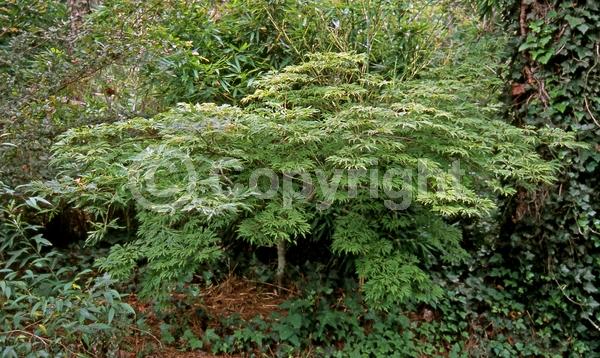 Red blooms; Purple blooms; Deciduous; Broadleaf
