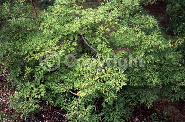 Red blooms; Purple blooms; Deciduous; Broadleaf