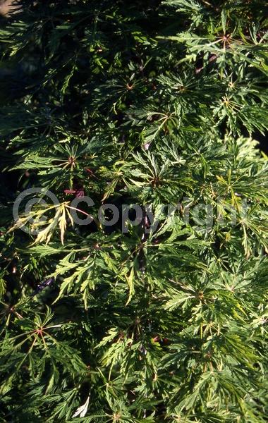 Red blooms; Purple blooms; Deciduous; Broadleaf