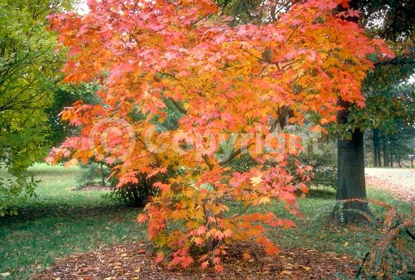Red blooms; Deciduous; Broadleaf; 
