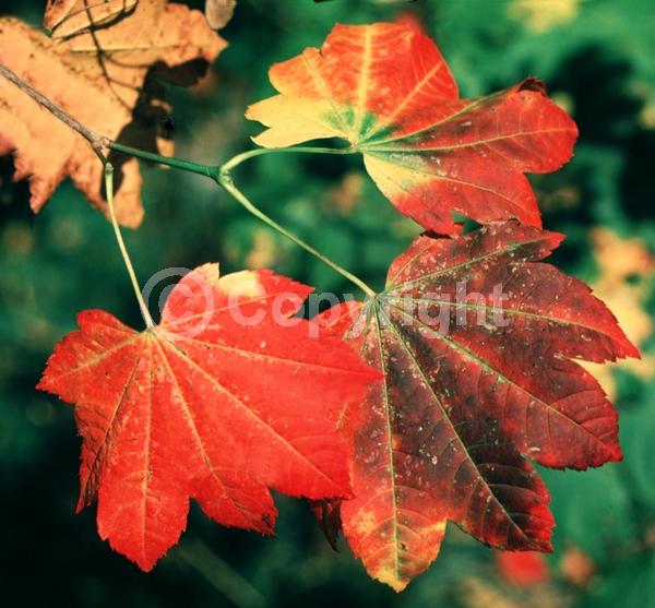 Red blooms; Deciduous; Broadleaf; 