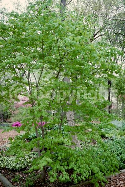 Red blooms; Deciduous; Broadleaf; 
