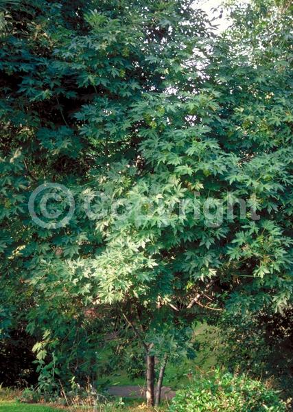 Yellow blooms; Deciduous; Broadleaf; North American Native