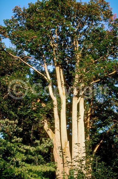 Yellow blooms; Deciduous; Broadleaf; North American Native