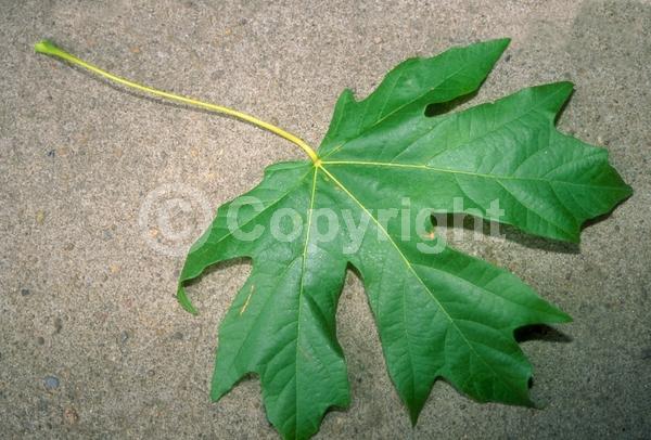 Yellow blooms; Deciduous; Broadleaf; North American Native