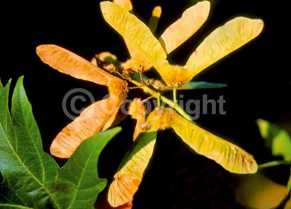 Yellow blooms; Deciduous; Broadleaf; North American Native