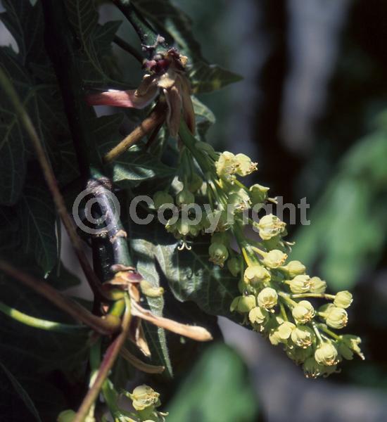 Yellow blooms; Deciduous; Broadleaf; North American Native