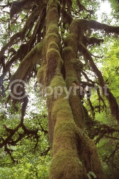 Yellow blooms; Deciduous; Broadleaf; North American Native