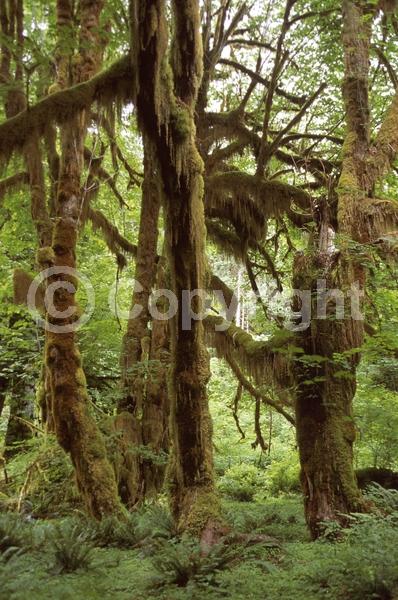 Yellow blooms; Deciduous; Broadleaf; North American Native