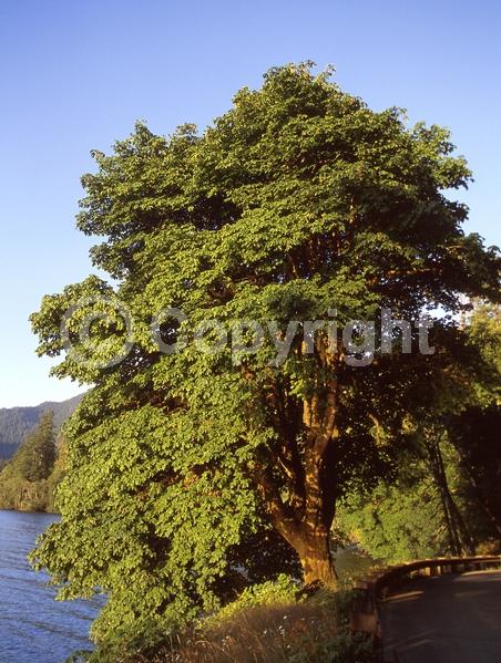 Yellow blooms; Deciduous; Broadleaf; North American Native