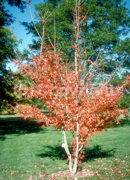 Green blooms; Deciduous; Broadleaf