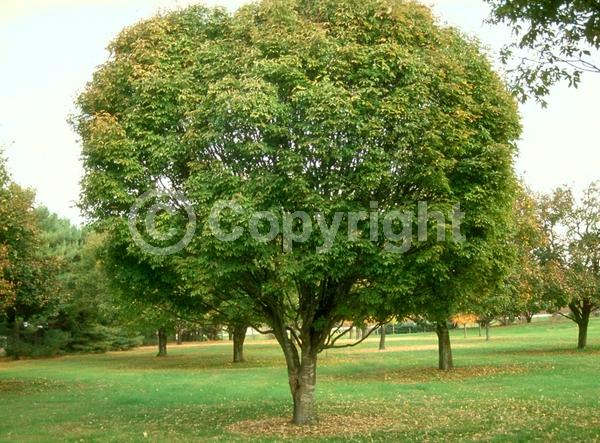 Yellow blooms; Deciduous; Broadleaf