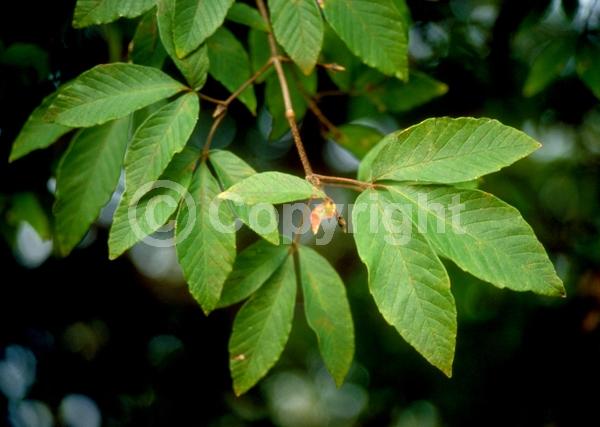 Yellow blooms; Deciduous; Broadleaf