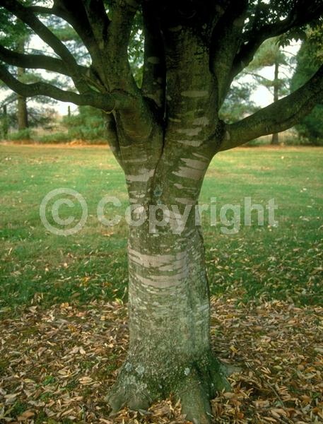 Yellow blooms; Deciduous; Broadleaf
