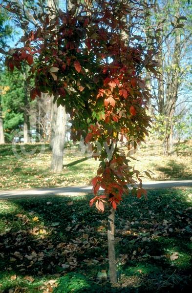 Yellow blooms; Deciduous; Broadleaf