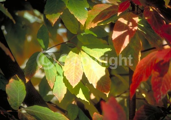 Yellow blooms; Deciduous; Broadleaf