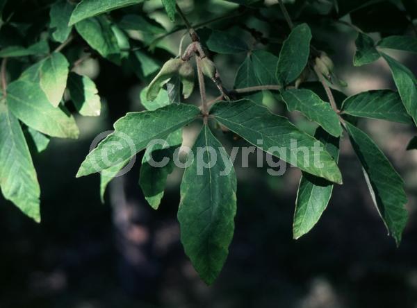 Yellow blooms; Deciduous; Broadleaf