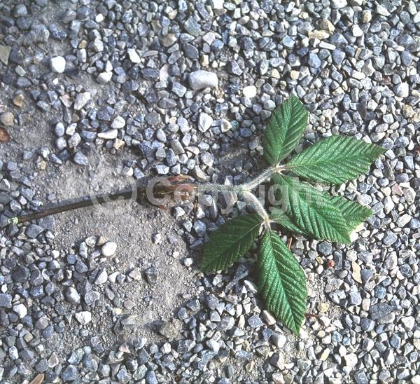 Yellow blooms; Deciduous; Broadleaf