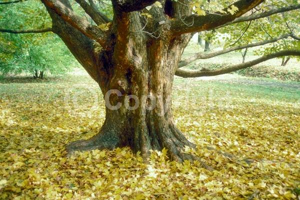 Yellow blooms; Deciduous; Broadleaf